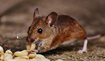 24 Hour & Emergency Exterminators in Mahwah, NJ